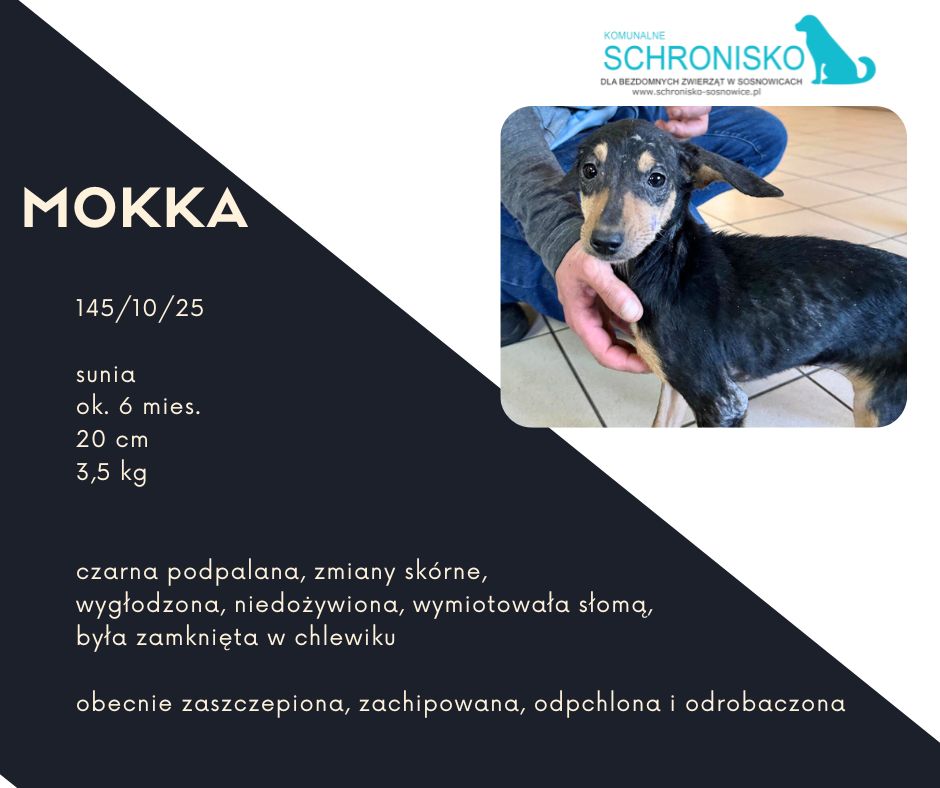 schronisko w sosnowicach ratuje psy z wołowca