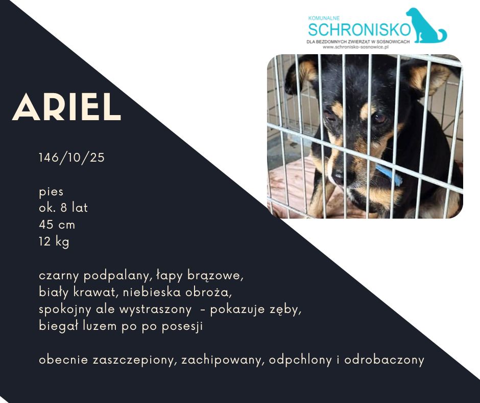 schronisko w sosnowicach ratuje psy z wołowca