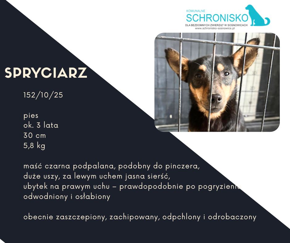 schronisko w sosnowicach ratuje psy z wołowca