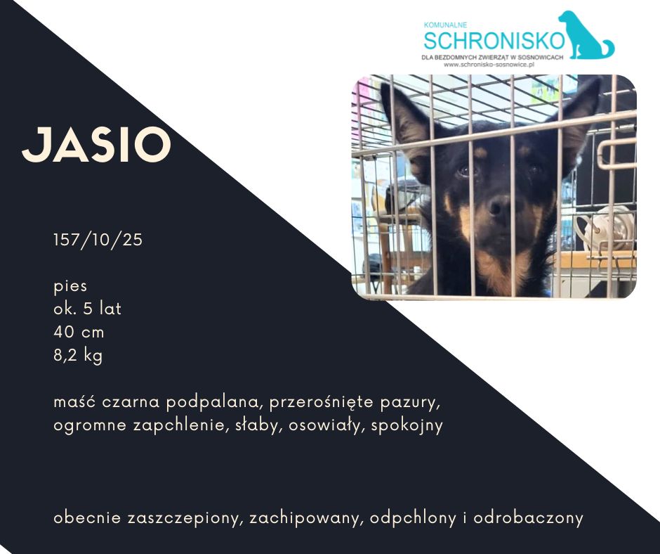 schronisko w sosnowicach ratuje psy z wołowca