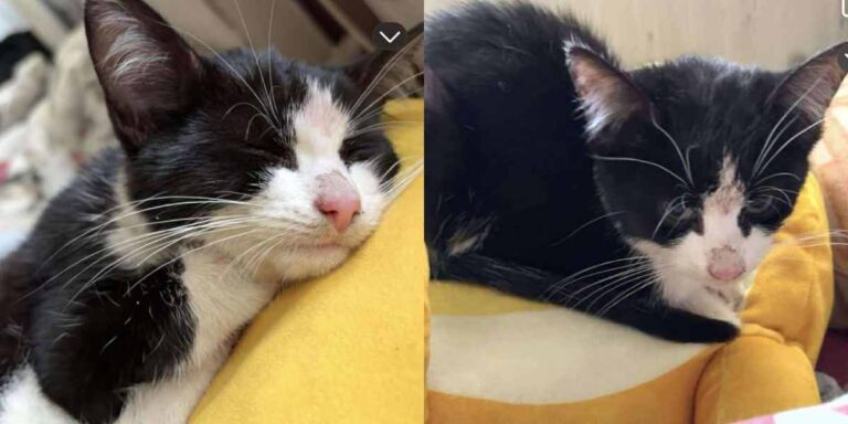 Kociątko do adopcji