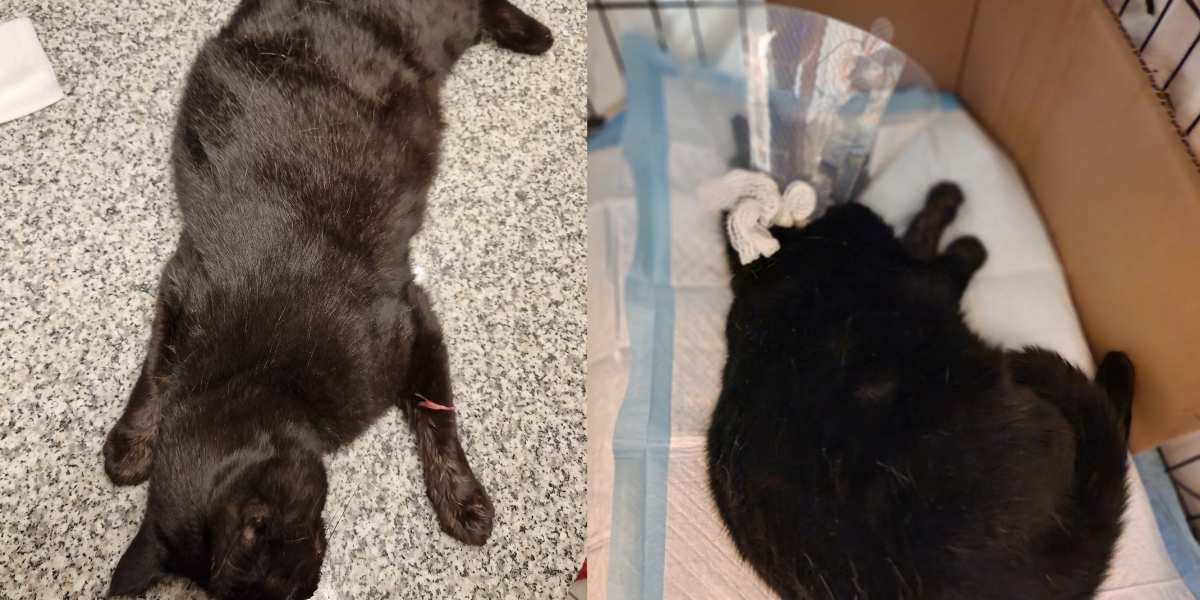 Brutalny atak na kotkę w Dziwnówku. Poszukiwani świadkowie