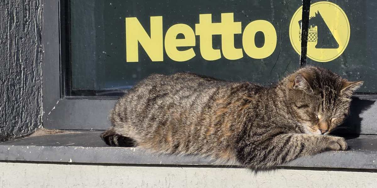 Gmina Kamień niechlubnym wyjątkiem w powiecie. Chodzi o opiekę nad zwierzętami