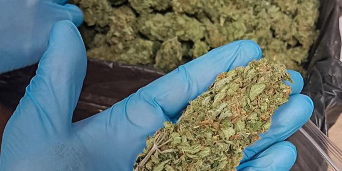 narkotyki między rybami i serbski gang