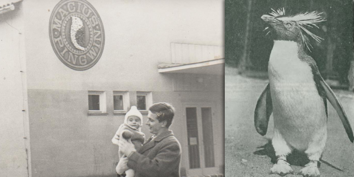 Międzywodzie uhonoruje Pingwina Maciusia — w czwartek odsłonięcie pomnika