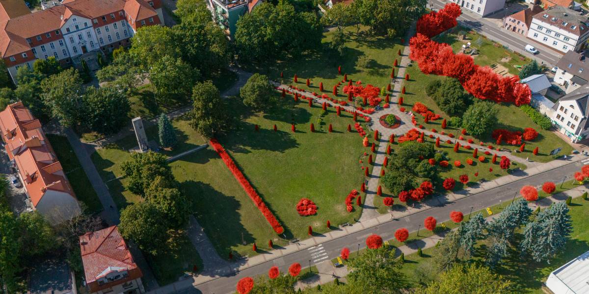 Drzewa i krzewy z placu 5 marca do usunięcia i przesadzenia