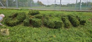 wielkie sprzątanie i nasadzanie