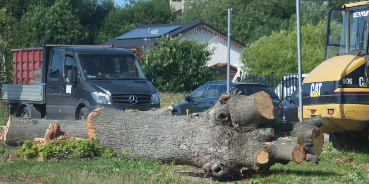 Drzewa. Pięta achillesowa kamieńskich samorządów. Tym razem te z Orzeszkowej