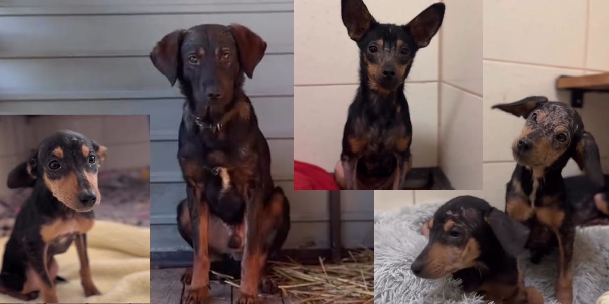 Psy z Wołowca wciąż pod opieką schroniska w Sosnowicach. Zobacz jak się mają odratowane zwierzęta