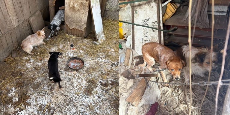 Dramatyczna interwencja w Benicach. 11 psów odebranych z rażąco złych warunków