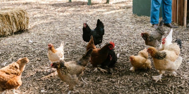 Pom&oacute;r drobiu. Powiat kamieński objęty restrykcjami